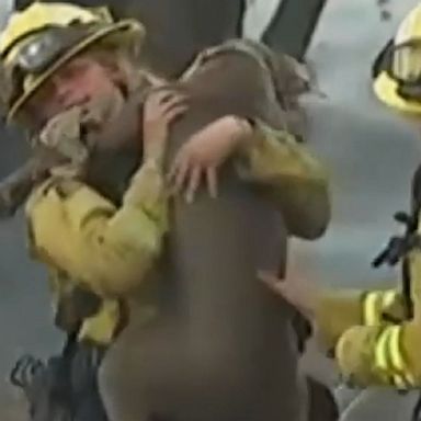 Firefighters rescued two dogs from the scene of a wildfire burning in Northern California.