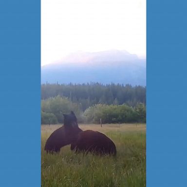 A trail camera in South Lake Tahoe captured two black bears playfully tussling with one another. 