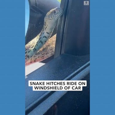 A woman had an unwelcome hitchhiker on her windshield as a snake slithered on her car while she drove down a Kansas highway. 