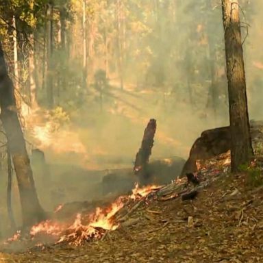 Robbie Johnson, PIO California Inter Agency, told ABC News about the fight to save the national park's most famous sequoia, "Grizzly Giant."