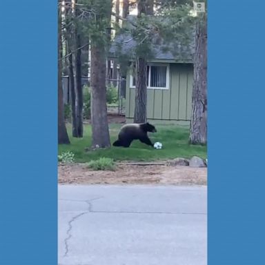 VIDEO: Bear puts soccer skills on display for neighborhood