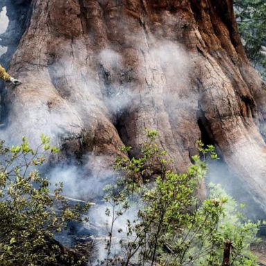 VIDEO: Yosemite’s beloved sequoias threatened by wildfires