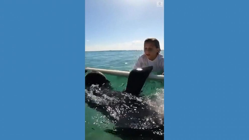 WATCH:  Manatee borrows surfboard from young surfer