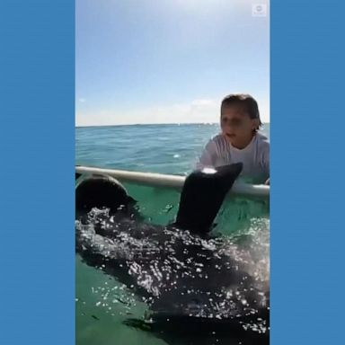 VIDEO: Manatee borrows surfboard from young surfer