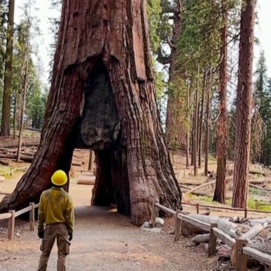 Naturally fire-adaptive sequoia trees are facing a threat. 