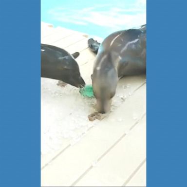 VIDEO: Sea lions cool off in Texas heat