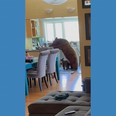 VIDEO: Mama bear and cub chow down inside home