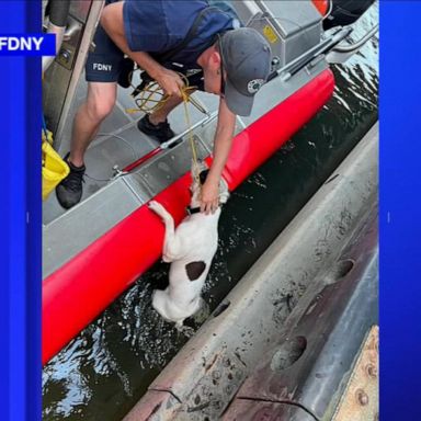 A dog was rescued by a Good Samaritan and officials from the New York Fire Department when he was reportedly thrown off of a bridge and into the Harlem River.