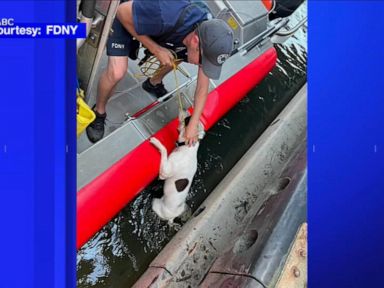 WATCH: Dog saved after being thrown off bridge into river