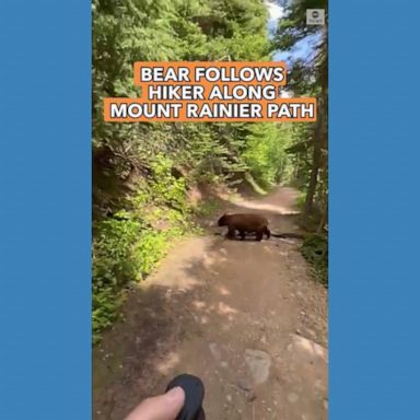 VIDEO: Bear follows hiker along Mount Rainier path