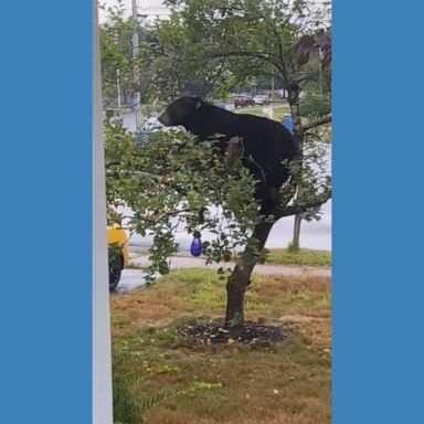 VIDEO: Big bear climbs little apple tree