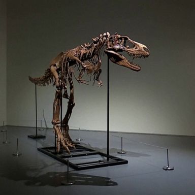 Gorgosaurus, a relative of Tyrannosaurus rex, was auctioned at an auction in New York. 