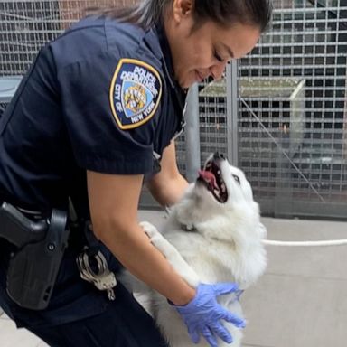 New York police responded to calls of a dog locked in a hot car on June 19. Just over a month later, an officer adopted the sweet pup! 