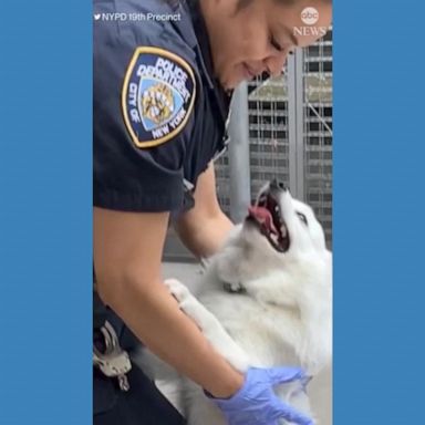 VIDEO: New York City police officer adopts dog rescued