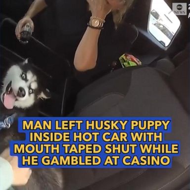 VIDEO: Puppy left inside hot car with mouth taped shut while owner gambled