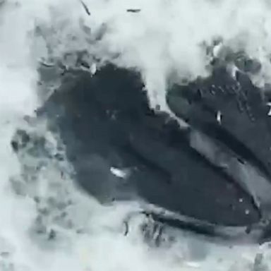 VIDEO: Humpback whale feasts on bunker fish