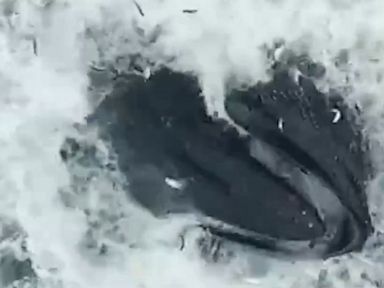 WATCH: Humpback whale feasts on bunker fish