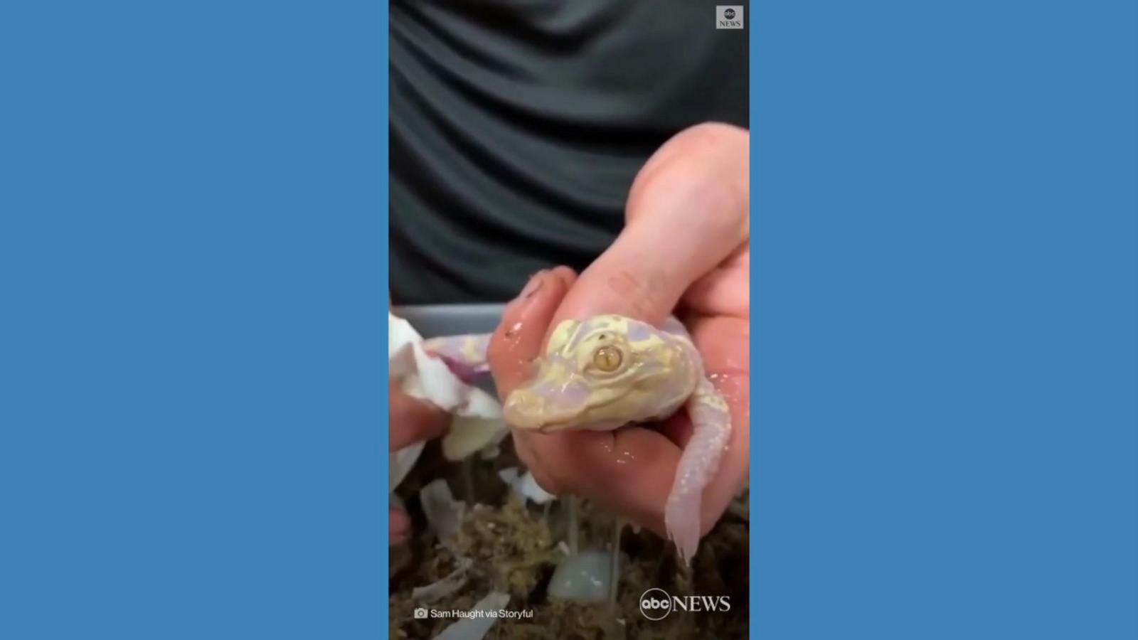 Have you ever seen an albino alligator hatch? Now you have. - Good Morning  America
