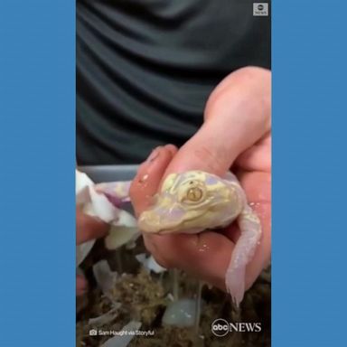 VIDEO: Have you ever seen an albino alligator hatch? Now you have.