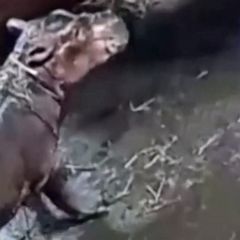 Cincinnati Zoo welcomes baby hippo