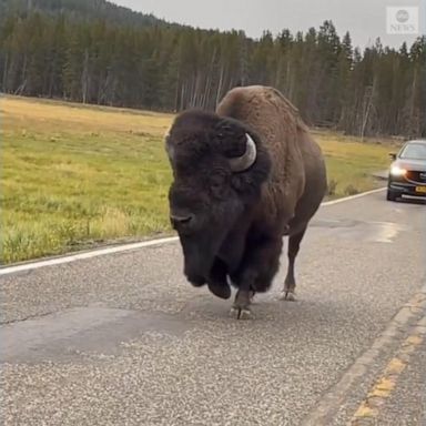 VIDEO: Meandering bison slows down traffic in Yellowstone