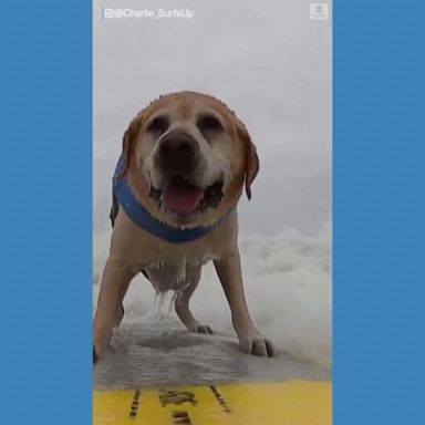 VIDEO: Surfing pups compete in world championship