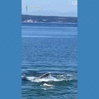 VIDEO: Golden retriever swims with whale off Washington coast