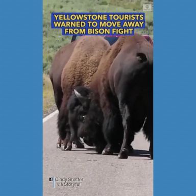 VIDEO: Yellowstone tourists warned to move away from bison fight