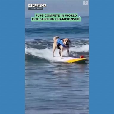 VIDEO: Dogs ride waves in World Dog Surfing Championship