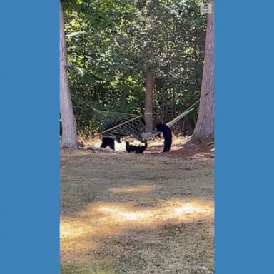 VIDEO: Connecticut bears enjoy some hammock time