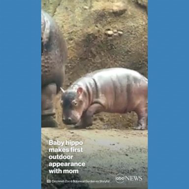 VIDEO: Baby hippo explores outdoor habitat for 1st time