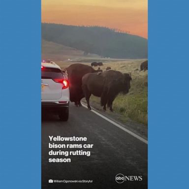 VIDEO: Bison rams side of car in Yellowstone National Park