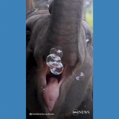 VIDEO: Baby elephant plays with bubbles at zoo