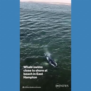 VIDEO: Humpback whale swims near Long Island beach