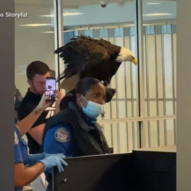 The bird was traveling back home to St. Louis after helping welcome new freshmen at a university.