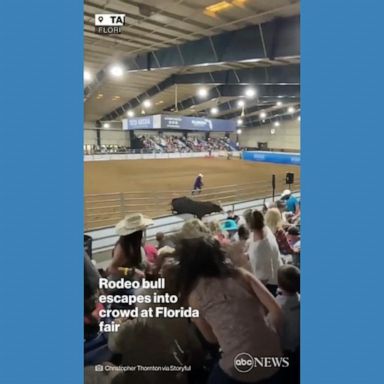 VIDEO: Bull escapes pen during rodeo