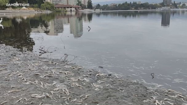 Algae bloom kills hundreds of fish in Bay Area | Flipboard