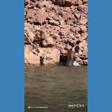 VIDEO: Bear takes a dip to cool off in California lake