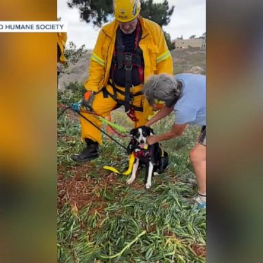 A deaf 8-year-old Australian shepherd named Hobo was rescued after he fell 100 feet into a ravine.