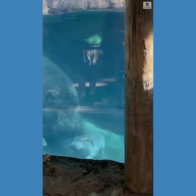 VIDEO: Fiona the hippo chased by new baby brother Fritz