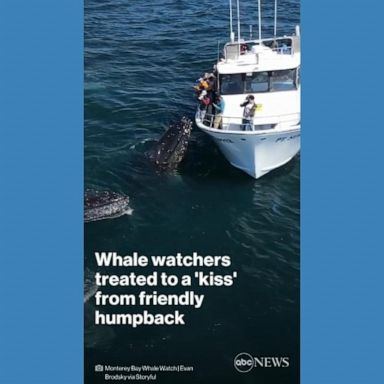 VIDEO: Whale watchers treated to 'kiss' from friendly humpback