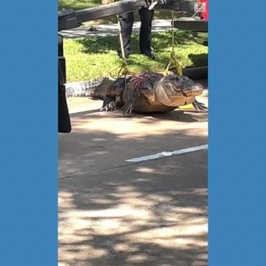 VIDEO: Massive alligator captured in Texas neighborhood