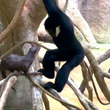 VIDEO: Otter pup, gibbon hang out at Illinois zoo