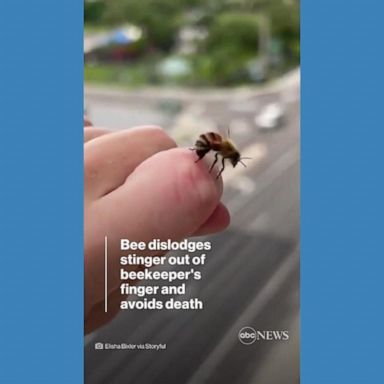 VIDEO: Honeybee removes its own stinger from beekeeper's finger