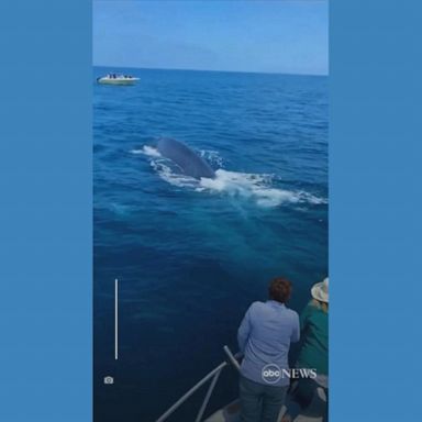 VIDEO: Lucky whale watchers treated to a show off California coast