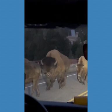 VIDEO: Bison herd rumbles past tourists, shakes bridge in Yellowstone