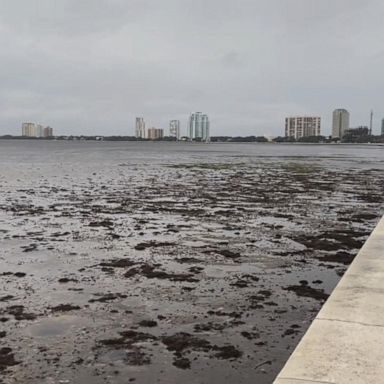 VIDEO: FEMA: Storm surge the biggest concern as Hurricane Ian nears landfall