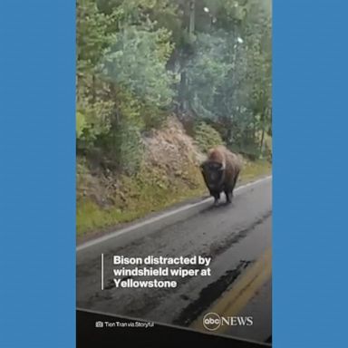 VIDEO: Bison gets distracted by windshield wiper on bus