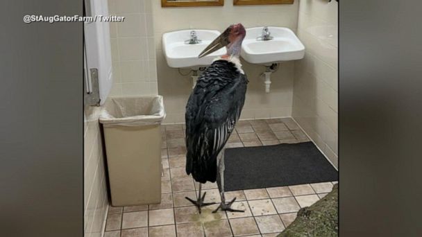 Video How zoo animals hunker down for hurricanes