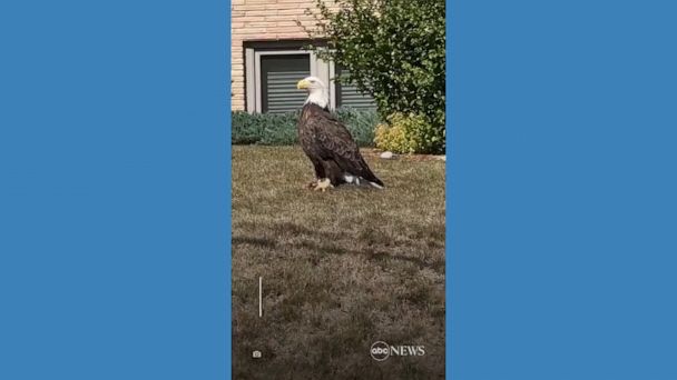 Video Driver spots bald eagle in Minnesota neighborhood
